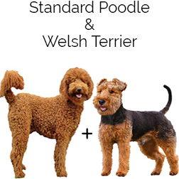 Woodle Dog